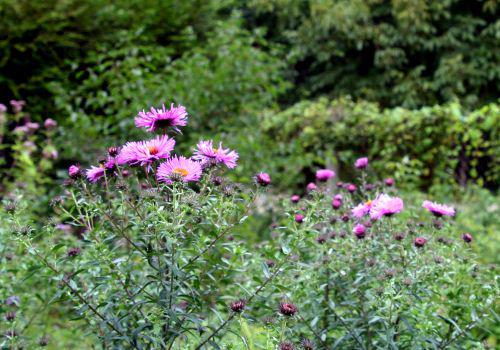 aster près romi 29 août 2010 010.jpg