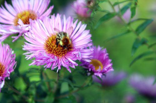 bourdon romi 17 sept 2010 014.jpg