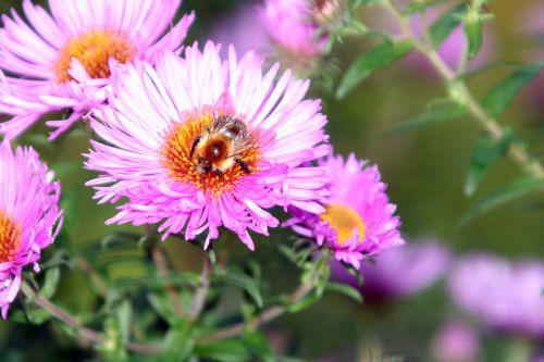 bourdon romi 17 sept 2010 015.jpg