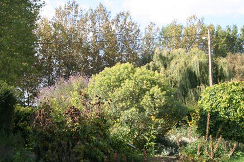 baccharis marnay 18 sept 2010 186.jpg