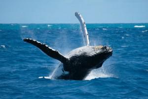 Croisière exploration baleines