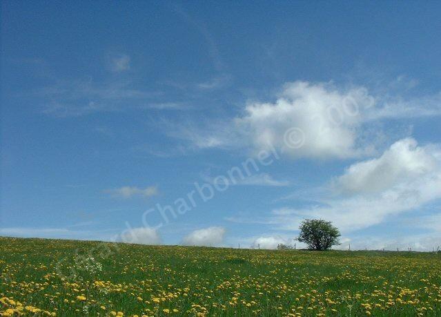 Solitude en Planèze cantalienne - Cantal