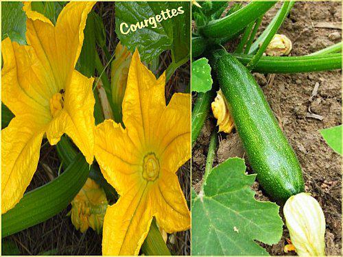 Courgettes.jpg