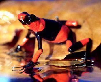 Dendrobate_Lehmanni_1