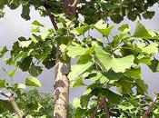 ginkgo biloba stimulant désir sexuel