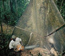 Cameroun : La gouvernance forestière en zones d’ombre 