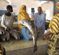 Pénurie : Le poisson disparaît des étals à Douala 
