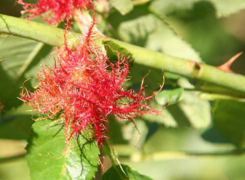 bédégar 2 trifouilly 22 sept 2010 010.jpg