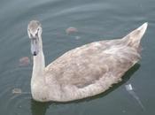 Alerte alerte enquête