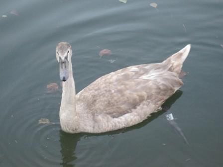 Copie de bbgrispontardennes.JPG