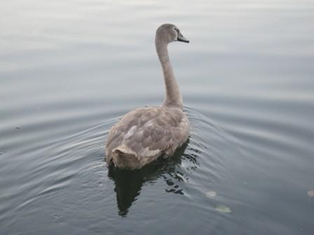 Copie de bbgrispontardennes2.JPG