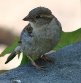 La ducasse à Pierrots.