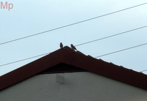La ducasse à Pierrots.