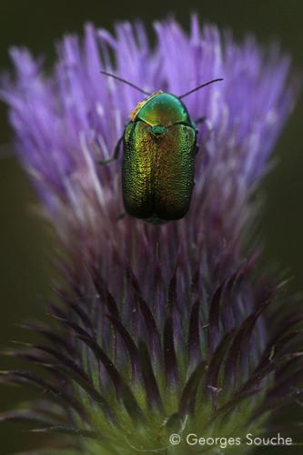 insectes_100626_146.jpg