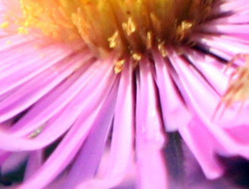 aster fl fem romi 23 sept 2010 041.jpg