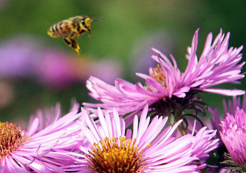 aster approche romi 23 sept 2010 p 030.jpg