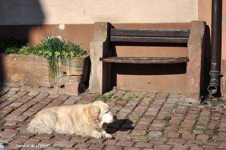 Chien_au_pied_du_banc_Alsace