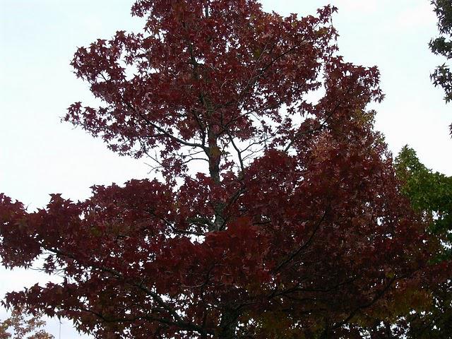 LA FEUILLE D'AUTOMNE