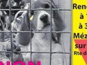 chien, meilleur vivisecteurs