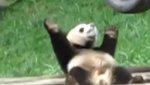 panda-danse-sur-dos.jpg