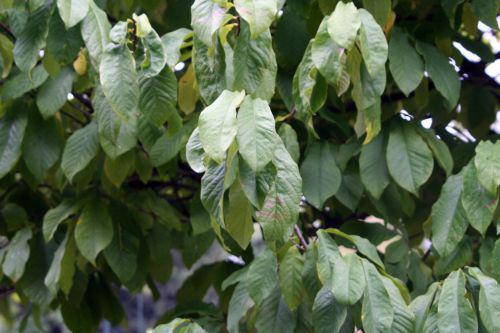 asimina fe paris 26 sept 2010 255.jpg