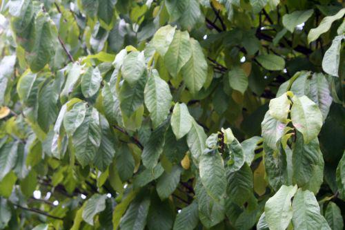 asimina fe paris 26 sept 2010 256.jpg