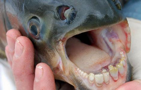 poisson-dentition