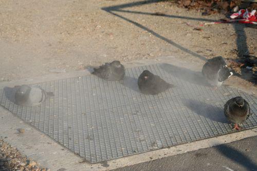 pigeons vapeur 19 déc 013.jpg