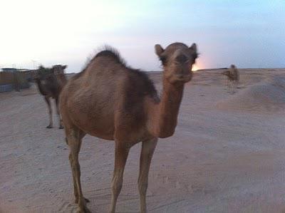 Un désert de tables vides