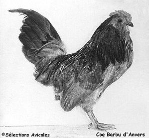 Coq Barbu d'Anvers-copie-1