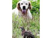 Accident chasse Breuil-le-Vert douilles étaient trop pleines