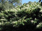 Conférence plantes invasives Lorraine