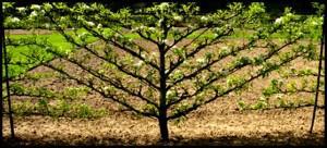 La taille de nos fruitiers, un casse-tête?