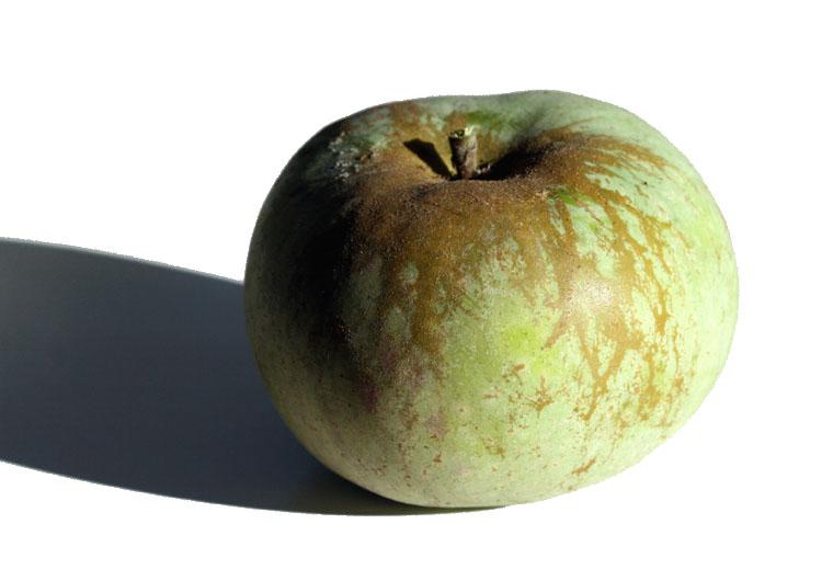 Apple Ontario pas mure pomme