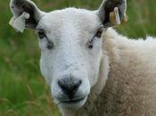 dictionnaire improbable (lettre