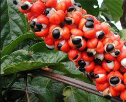 Le guarana : La plante sacrée venue des Indes 