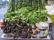 Carbap veut booster production banane-plantain