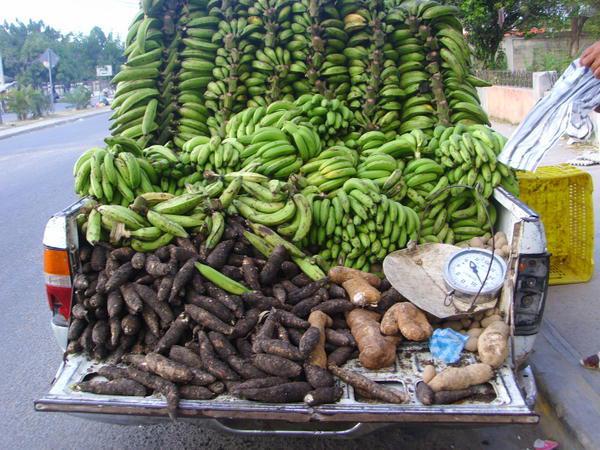Le Carbap veut booster la production de la banane-plantain 