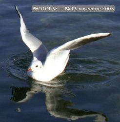 Profondeur de champ, diaphragme, vitesse, focale