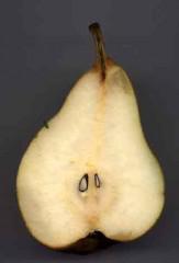 poire-coupelong.jpg