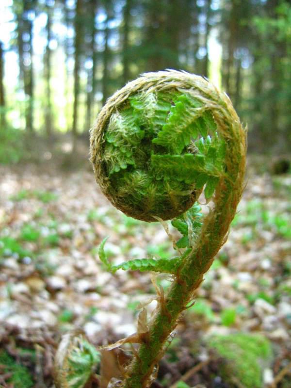 Ecrire (Patrick Laupin)