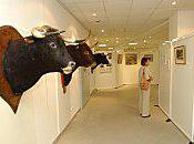 Journées Taurines Toros d'Oc