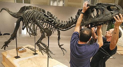 Assemblage du squelette chez Sotheby's, lundi à Paris.