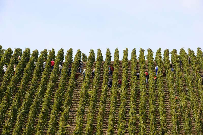 Mercredi 29 septembre, à Ampuis, ville située au sud de Lyon, les vendanges se sont poursuivies sur les pentes abruptes de côtes-rôties. Cette année, les récoltes ont débuté il y a quelques jours seulement, le raisin manquant encore un peu de soleil. 