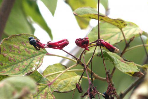 cléro tri paris 26 sept 2010 019.jpg