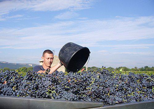 Vendange à la Grange