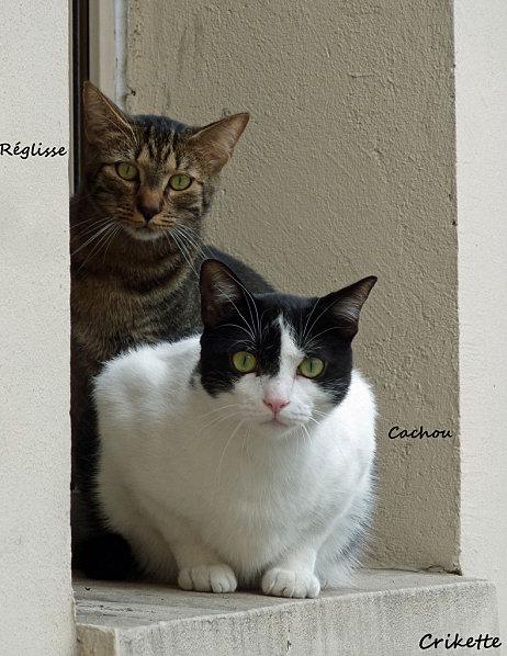 Mes-chats-Reglisse---Cachou.jpg