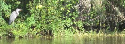 L'exploration du bayou