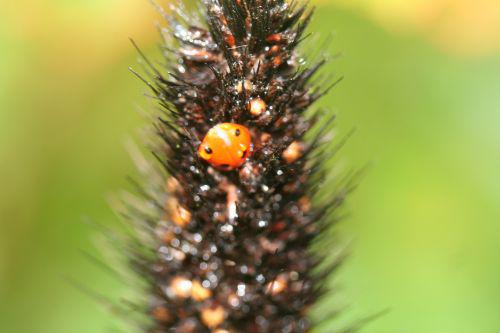 millet romi 30 sept 2010 067.jpg