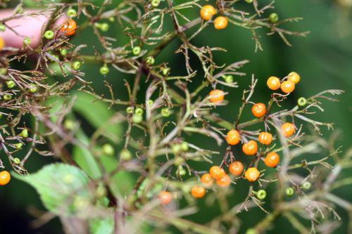 chinensis cor 1 oct 2010 003.jpg